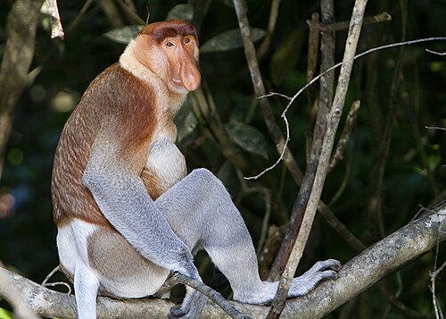 Proboscis monkey